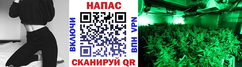 Бошки Шишки ГИДРОПОН  Южа 
